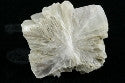 Tunnelite
