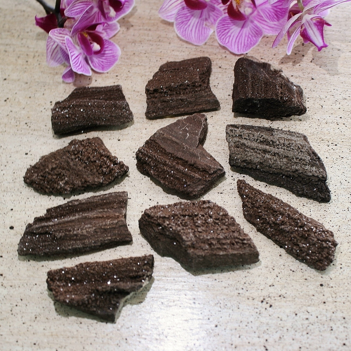 ONE Premineralized Wood, Drusy Specimens from Germany