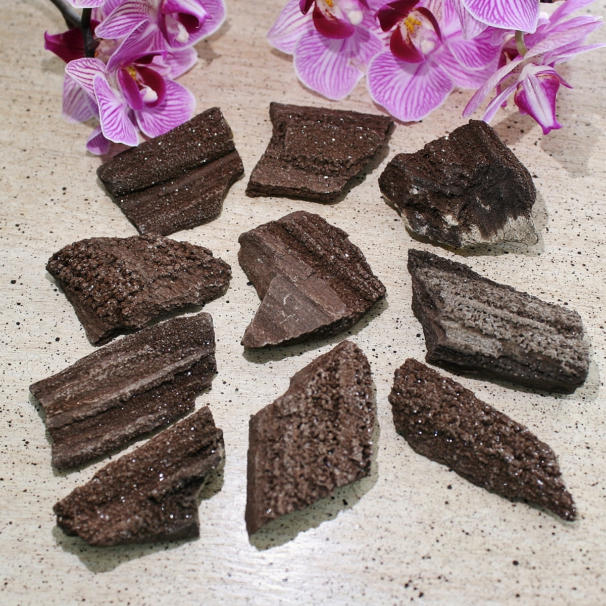 ONE Premineralized Wood, Drusy Specimens from Germany