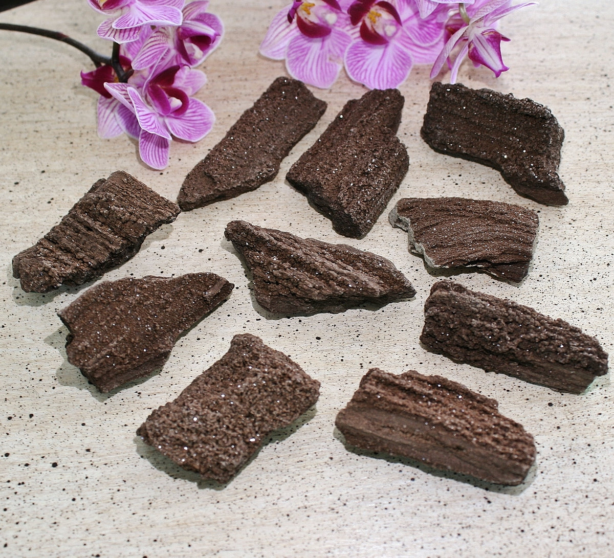 ONE Premineralized Wood, Drusy Specimens from Germany