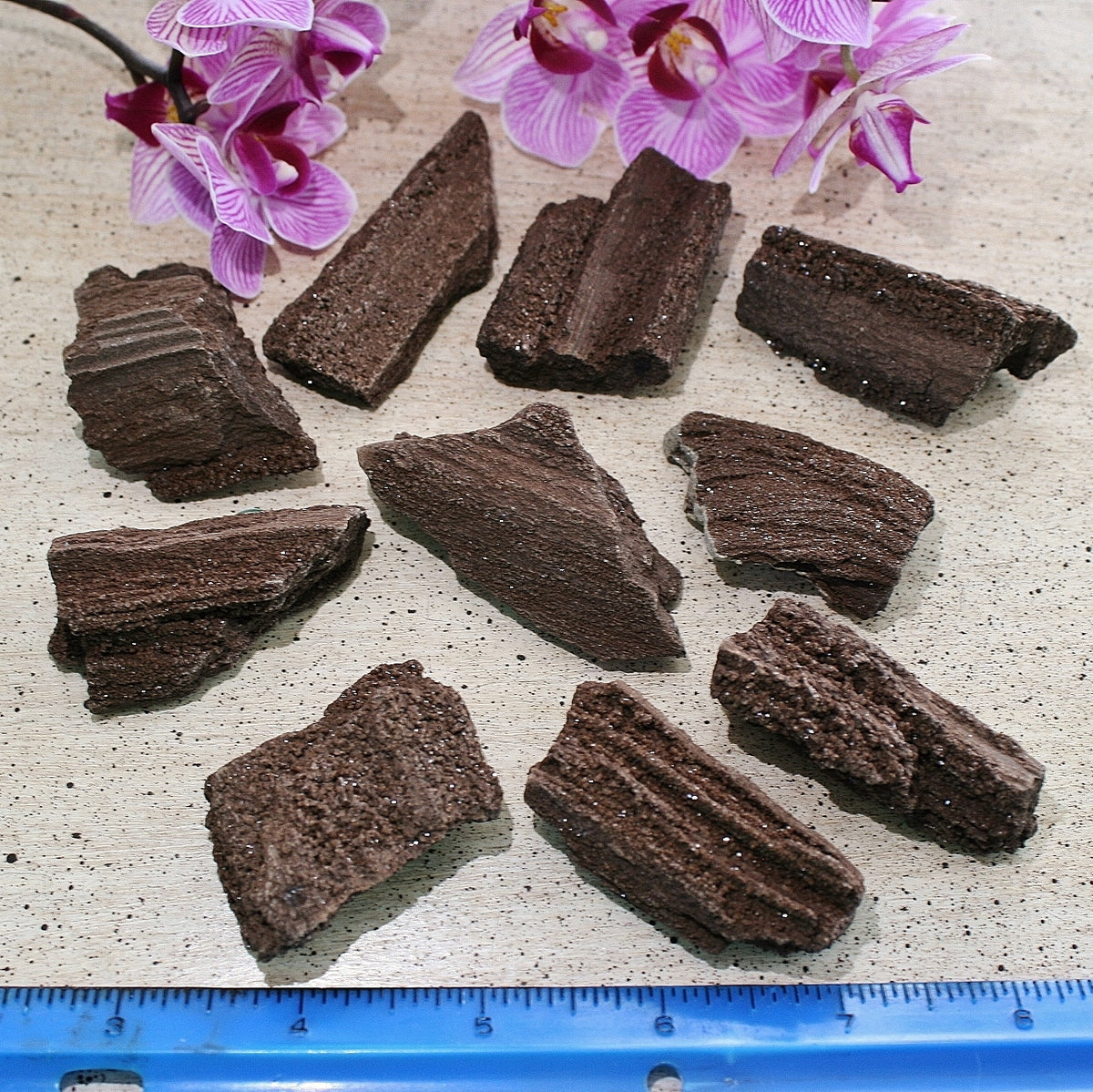 ONE Premineralized Wood, Drusy Specimens from Germany
