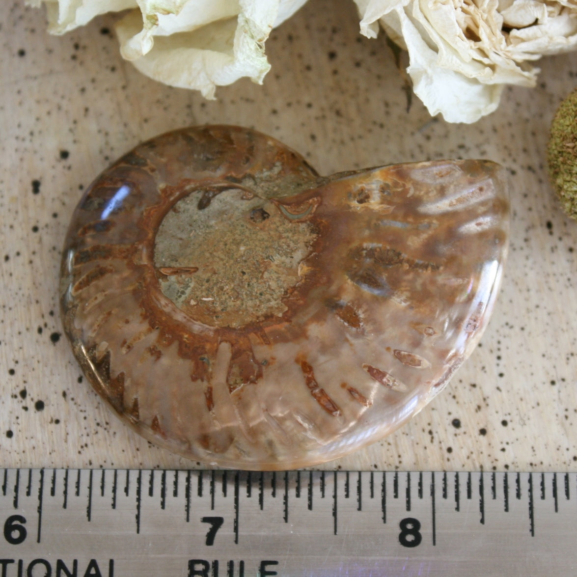 Ammonite Fossil, 57 grams
