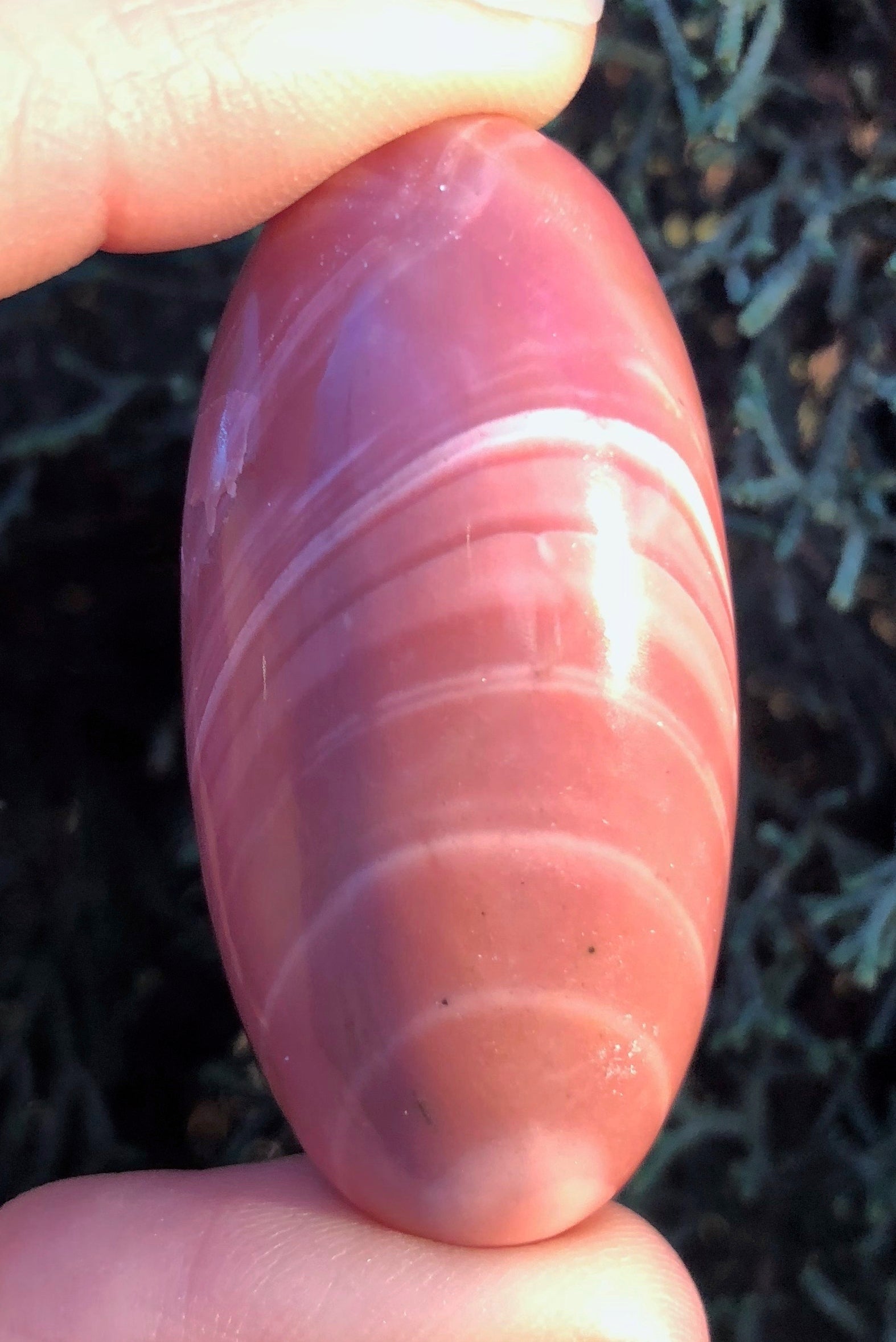 It's All Happening at the Show 2019 Days 10, 11 an 12