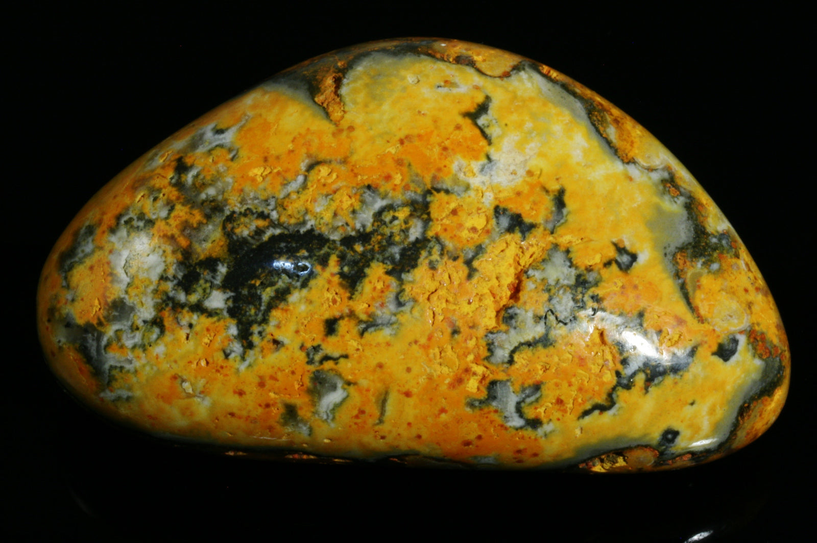 Bumblebee Jasper