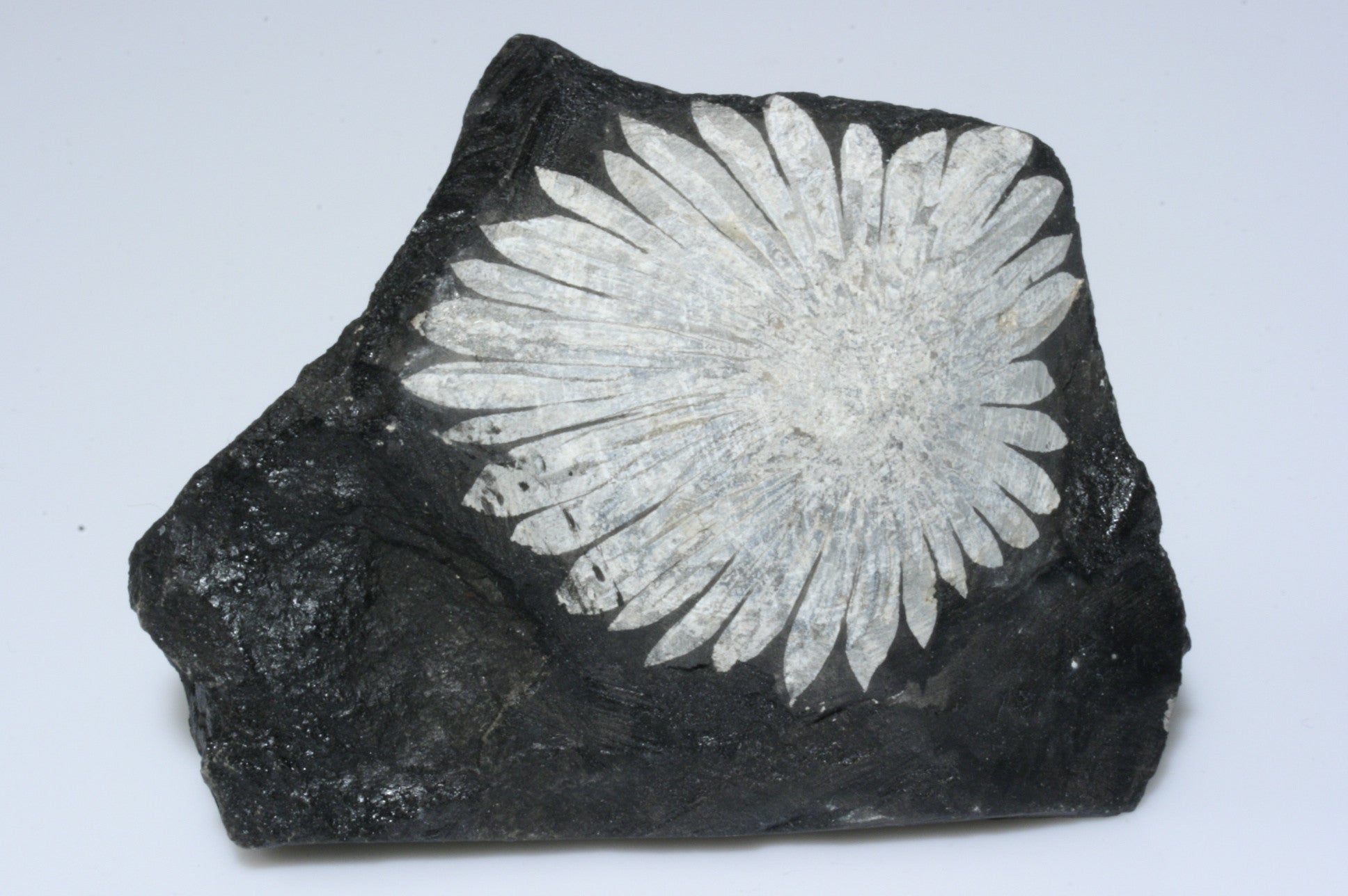 Chrysanthemum Stone