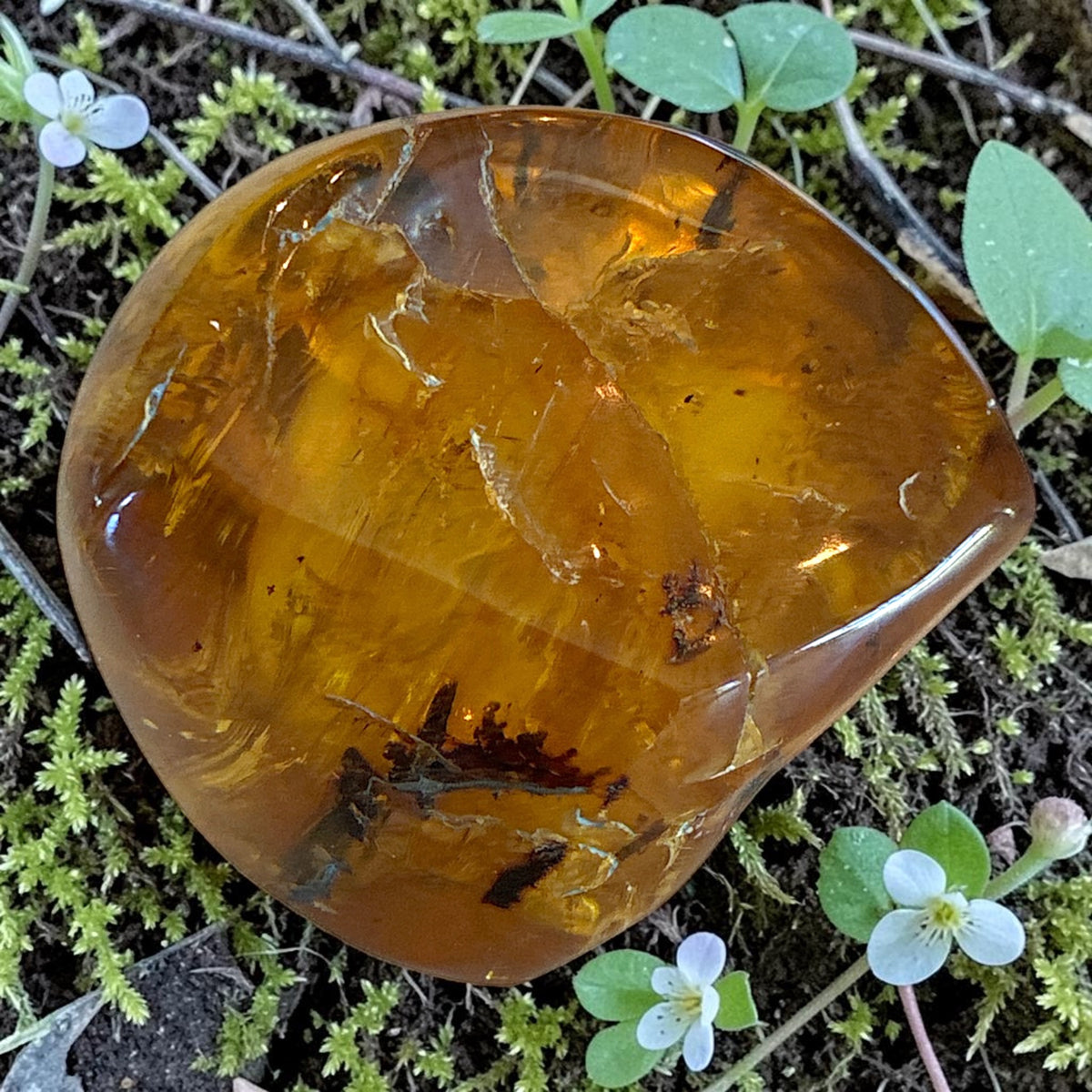 Amber Freeform - Simojovel, Chiapas, Mx, 20.5g