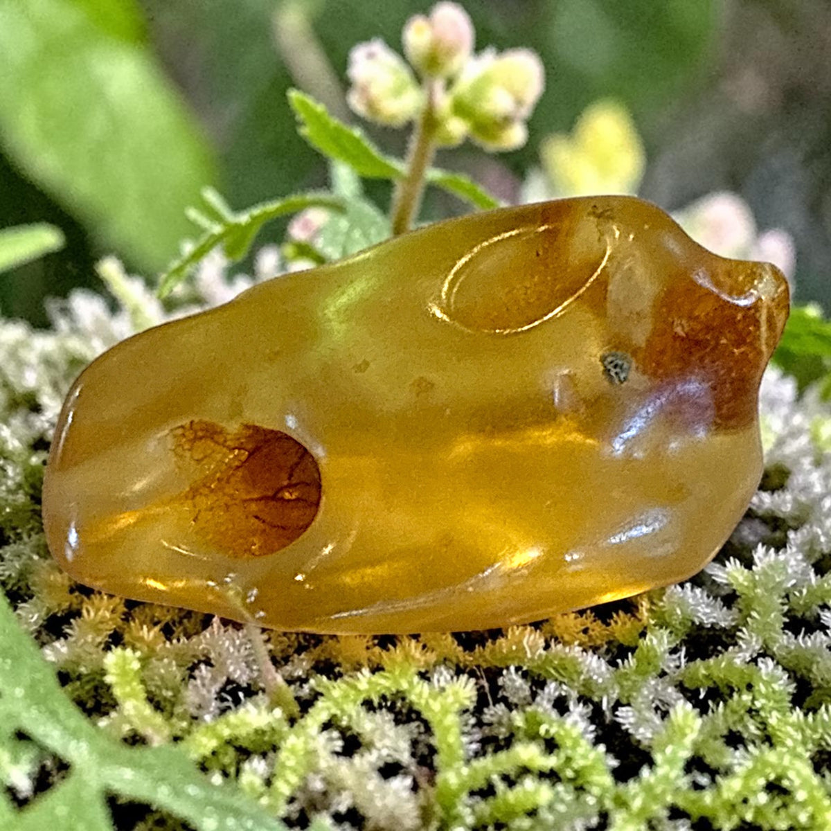 Amber Freeform -Columbia, 6.6g