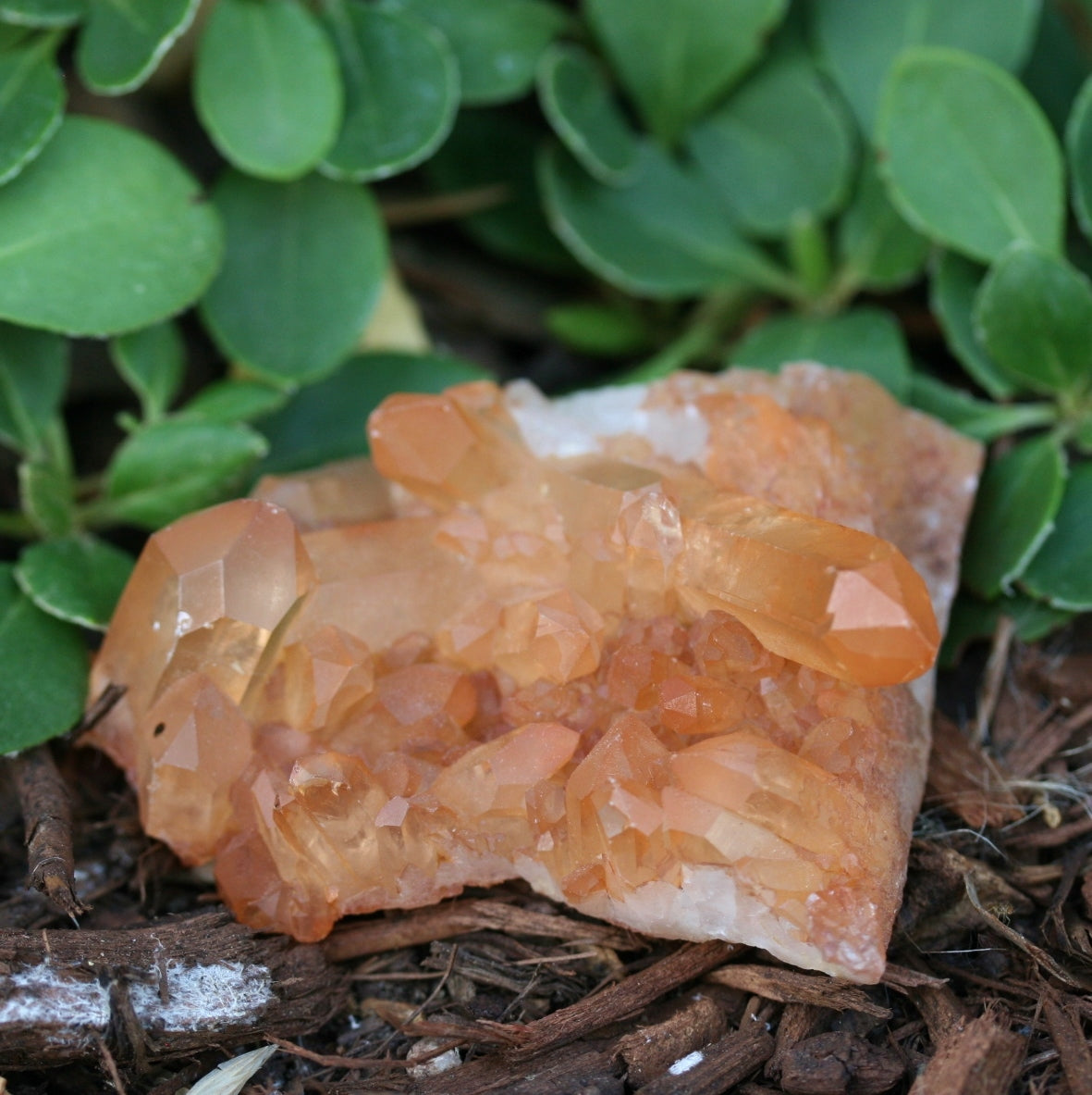 Tangerine Quartz Cluster, 49.5g