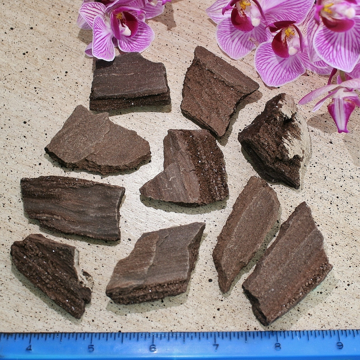 ONE Premineralized Wood, Drusy Specimens from Germany