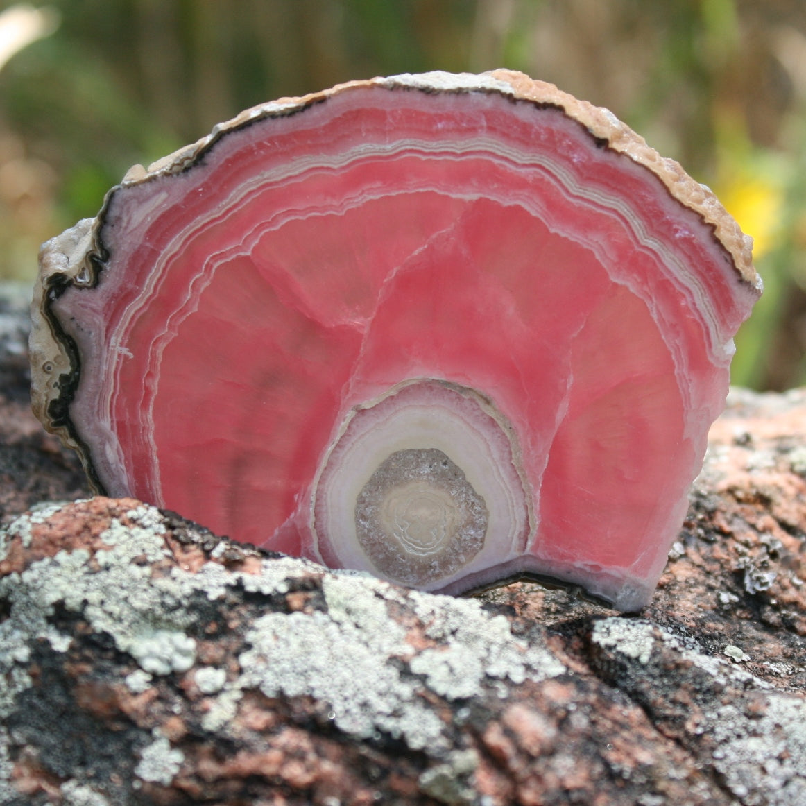 Rhodochrosite Stalactite Slice from Argentina, 54.5 grams