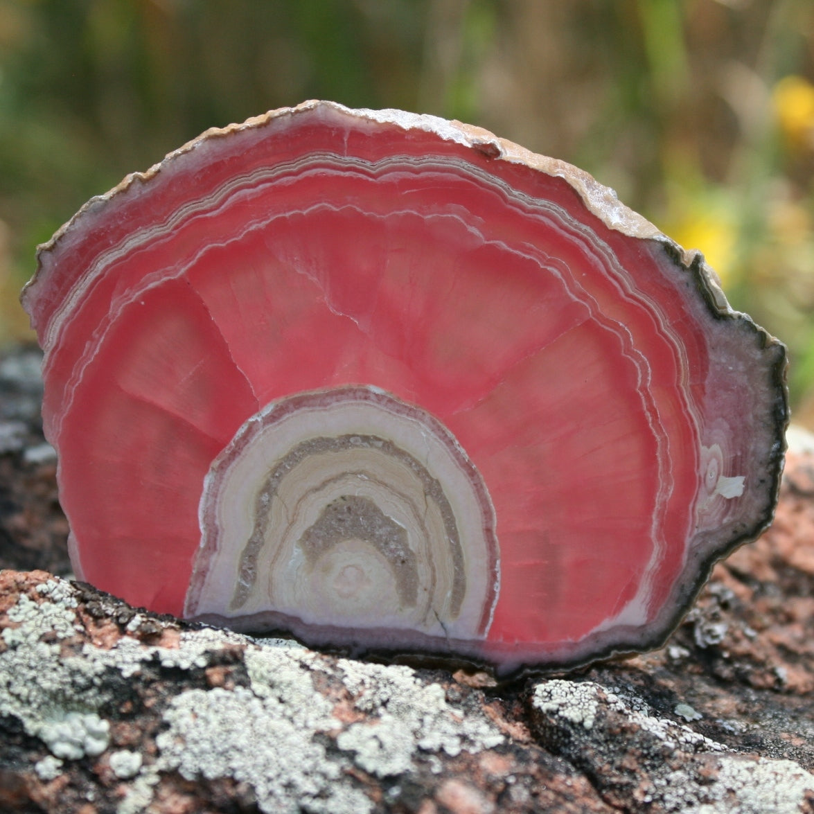 Rhodochrosite Stalactite Slice from Argentina, 54.5 grams