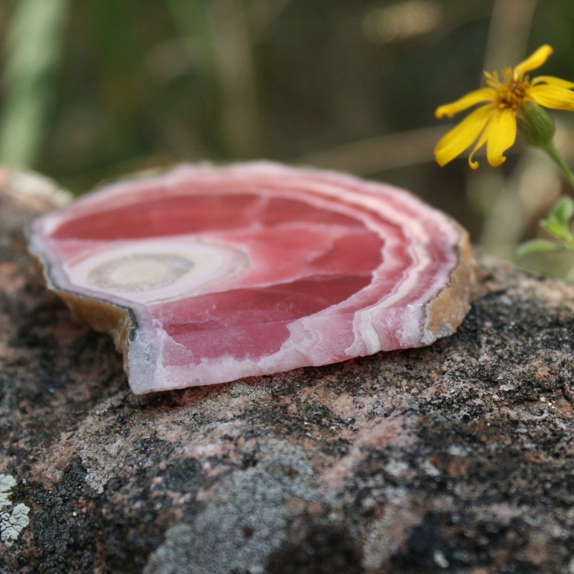 Rhodochrosite Stalactite Slice from Argentina, 54.5 grams