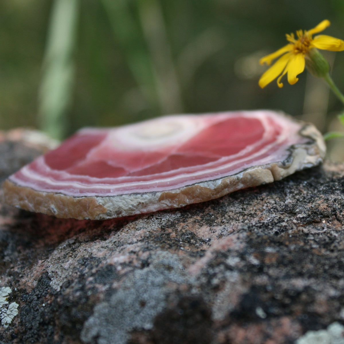 Rhodochrosite Stalactite Slice from Argentina, 54.5 grams