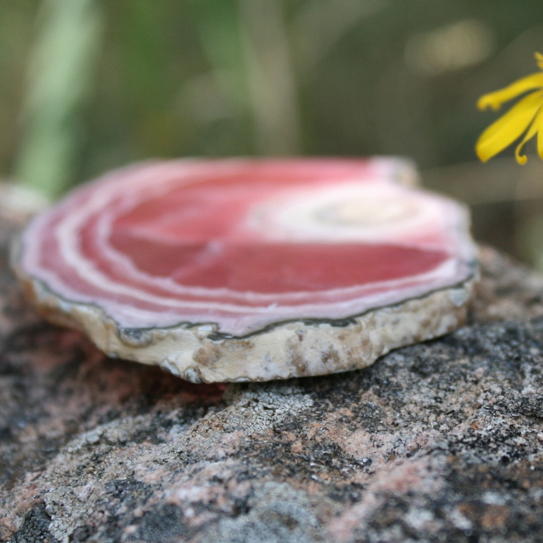 Rhodochrosite Stalactite Slice from Argentina, 54.5 grams