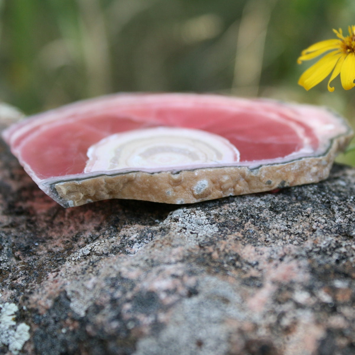 Rhodochrosite Stalactite Slice from Argentina, 54.5 grams