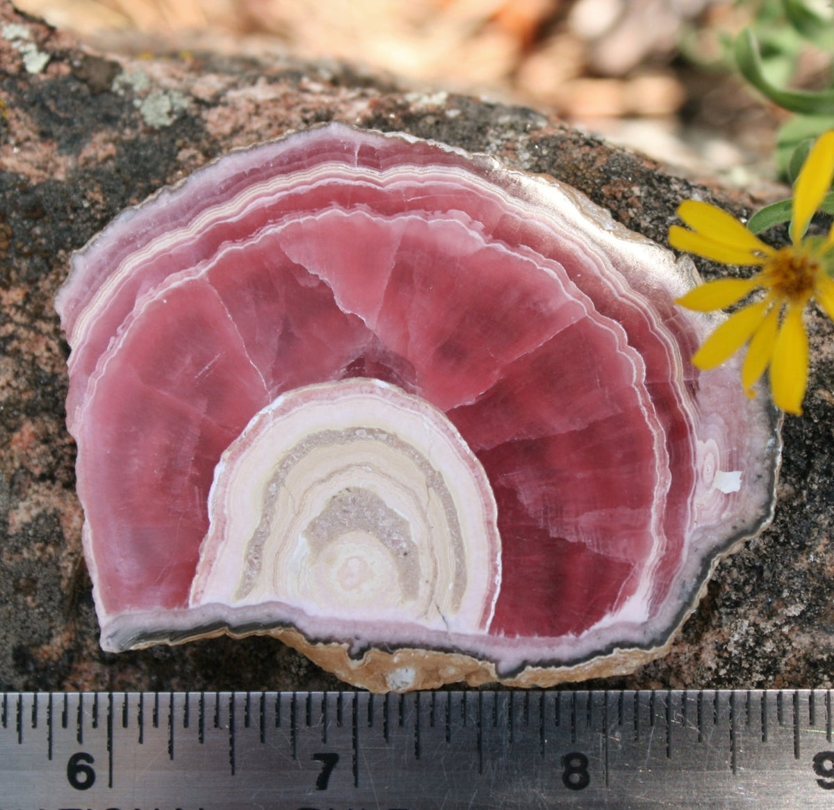 Rhodochrosite Stalactite Slice from Argentina, 54.5 grams