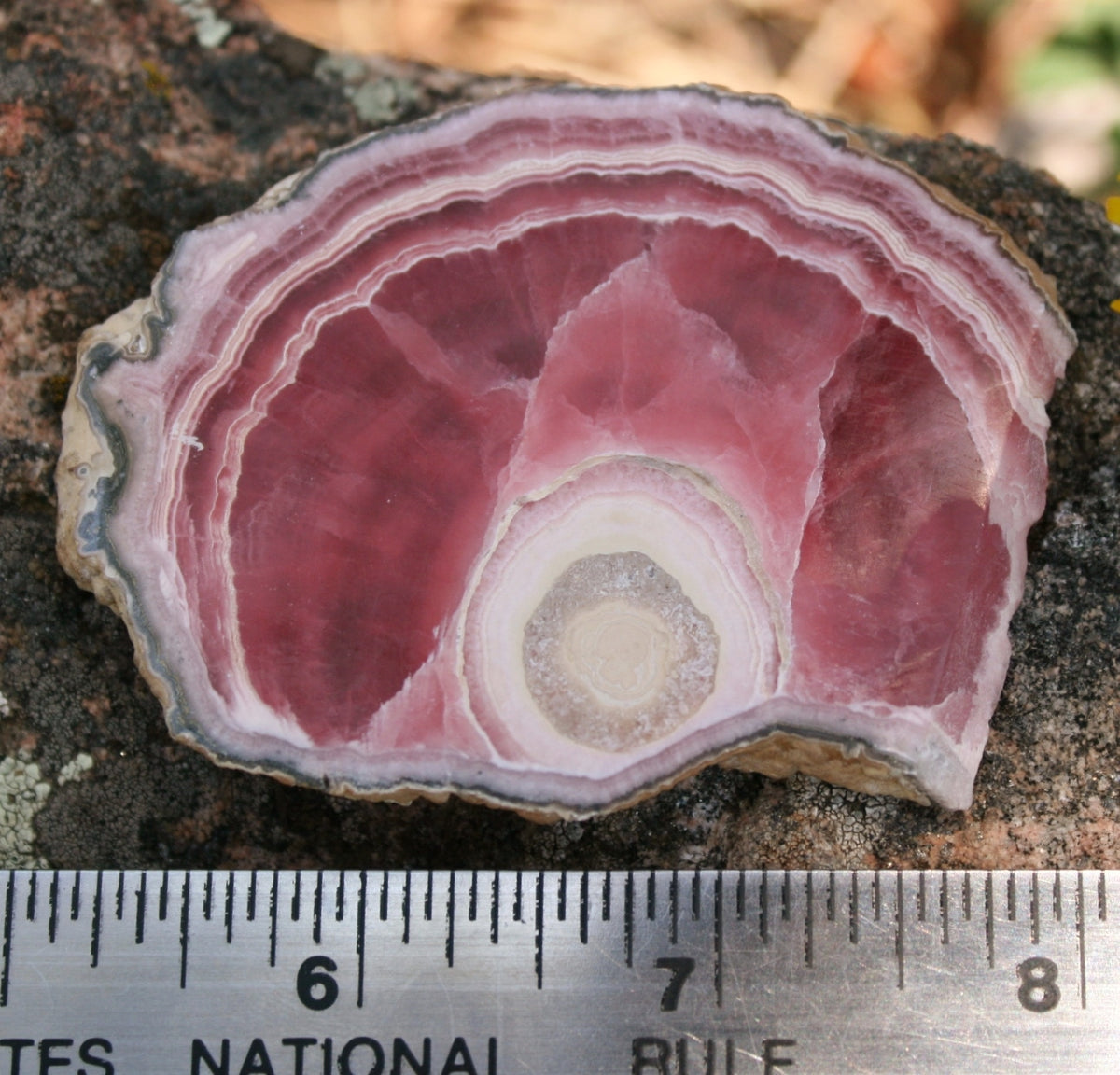 Rhodochrosite Stalactite Slice from Argentina, 54.5 grams