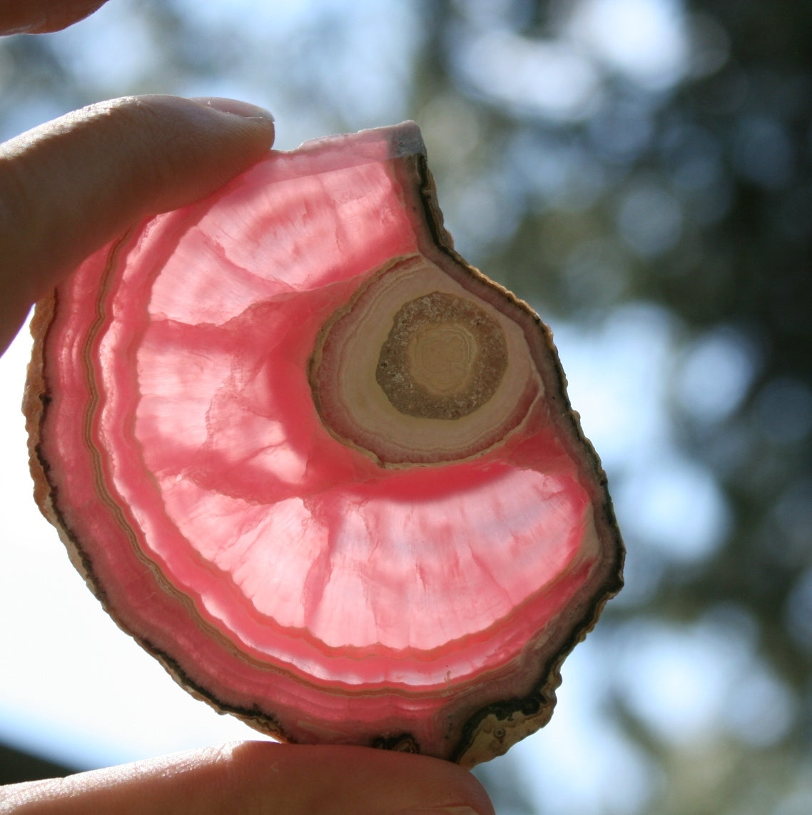 Rhodochrosite Stalactite Slice from Argentina, 54.5 grams