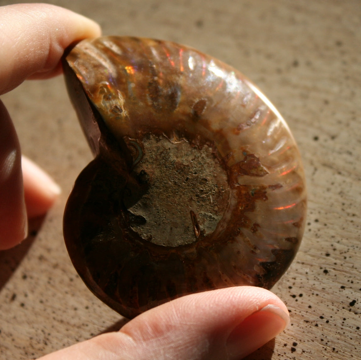 Ammonite Fossil, 57 grams