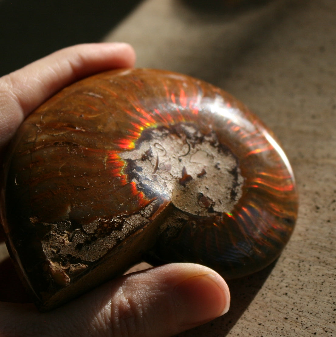 Ammonite Fossil from Madagascar, 215 gm.