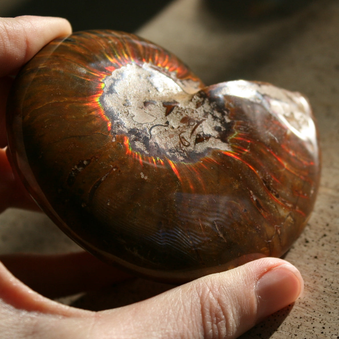 Ammonite Fossil from Madagascar, 215 gm.