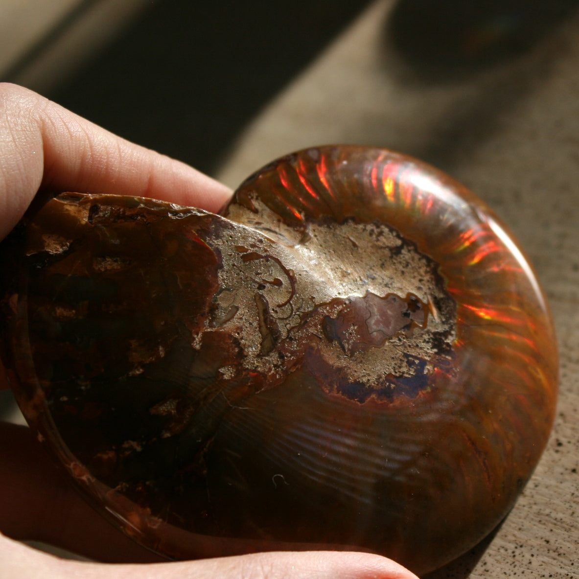 Ammonite Fossil from Madagascar, 215 gm.