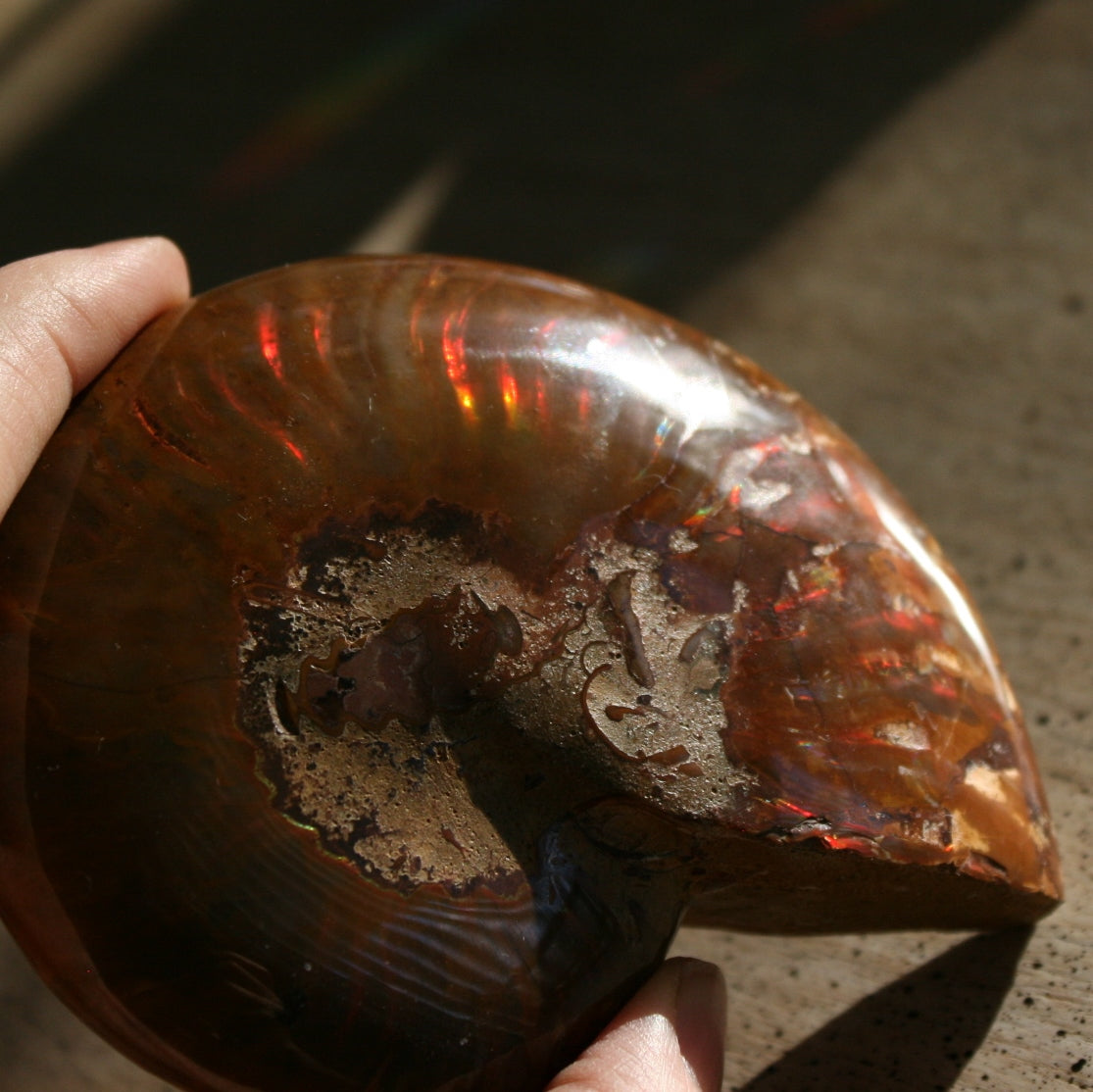 Ammonite Fossil from Madagascar, 215 gm.