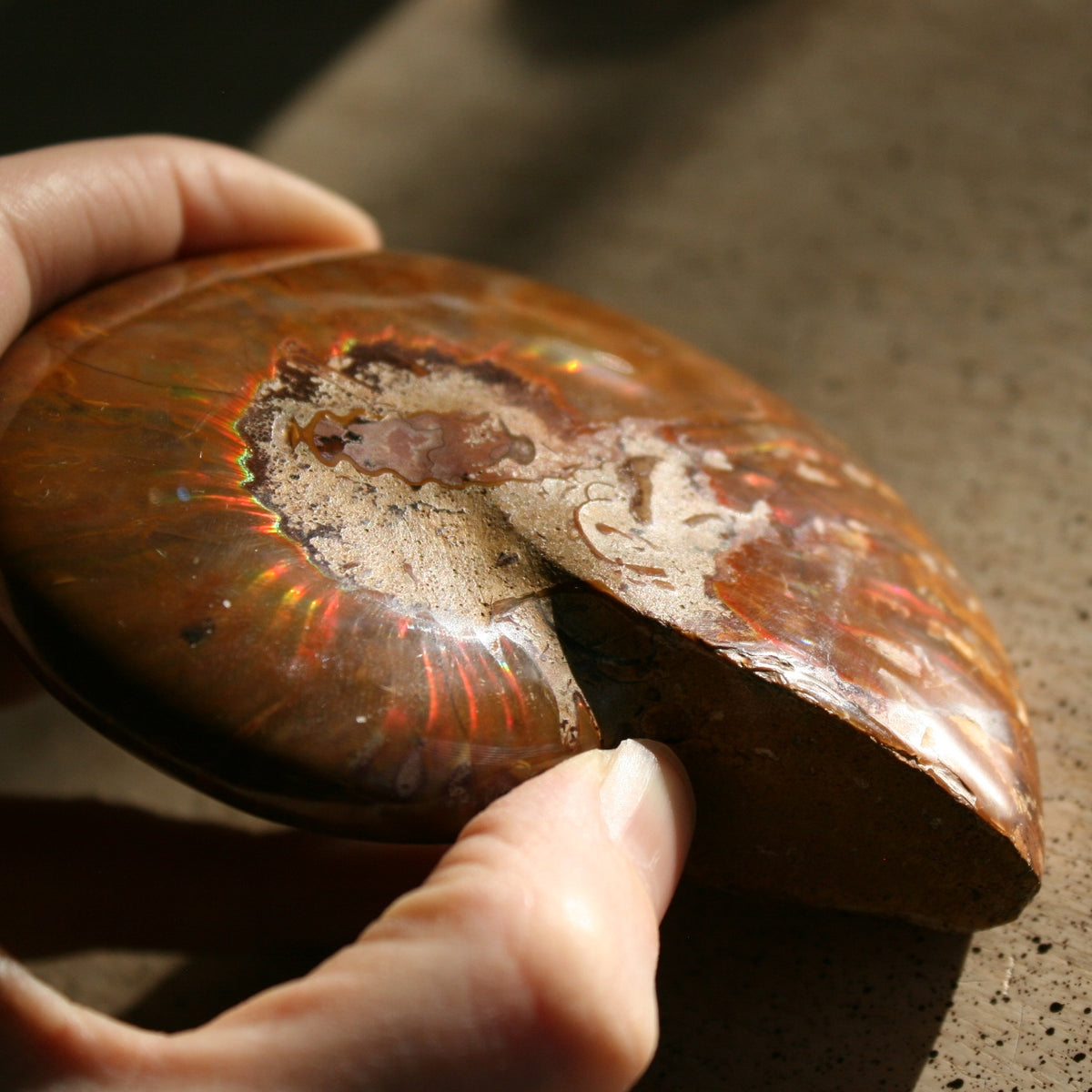 Ammonite Fossil from Madagascar, 215 gm.