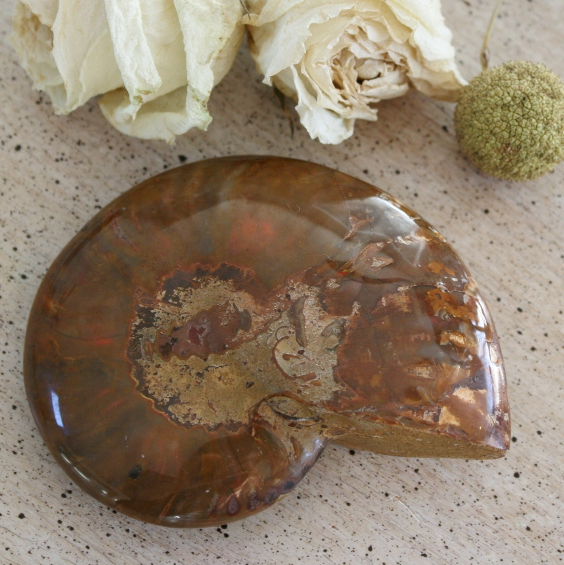 Ammonite Fossil from Madagascar, 215 gm.