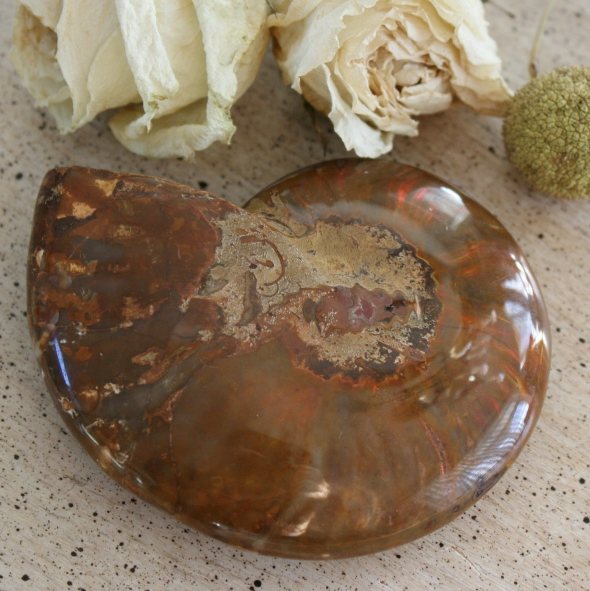 Ammonite Fossil from Madagascar, 215 gm.