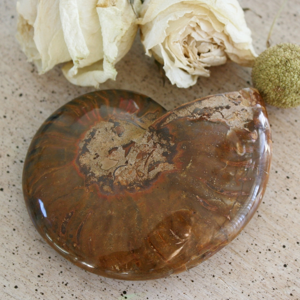 Ammonite Fossil from Madagascar, 215 gm.