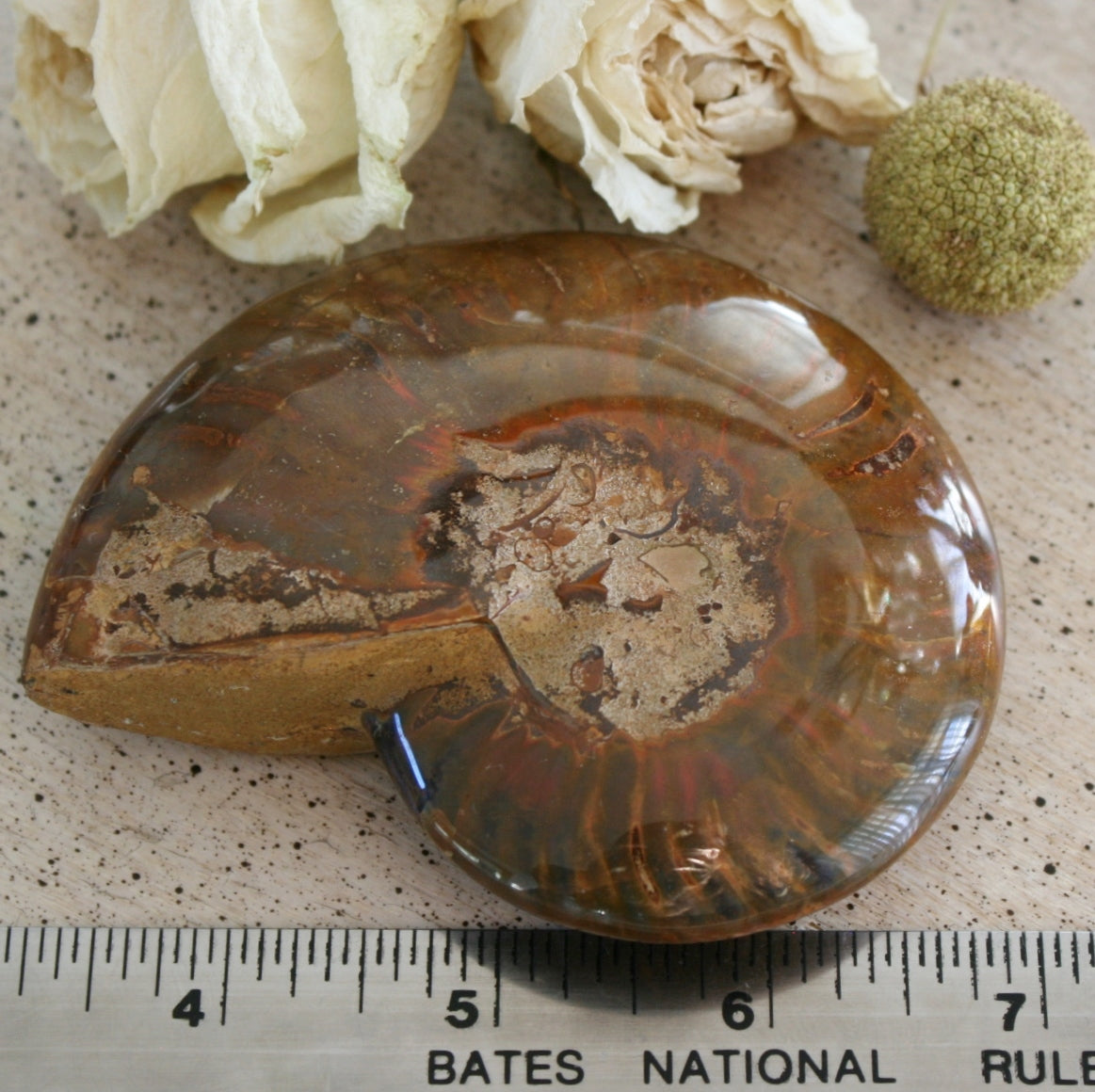 Ammonite Fossil from Madagascar, 215 gm.